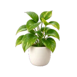 houseplant